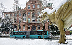 Ein Gelenkbus fährt vor dem verschneiten Senckenbergmuseum vorbei. Im Vordergrund ist die Lebensgroße Statue eines Tyrannosaurus Rex zu sehen